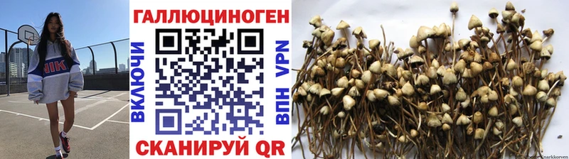 Галлюциногенные грибы Psilocybe  Сочи 